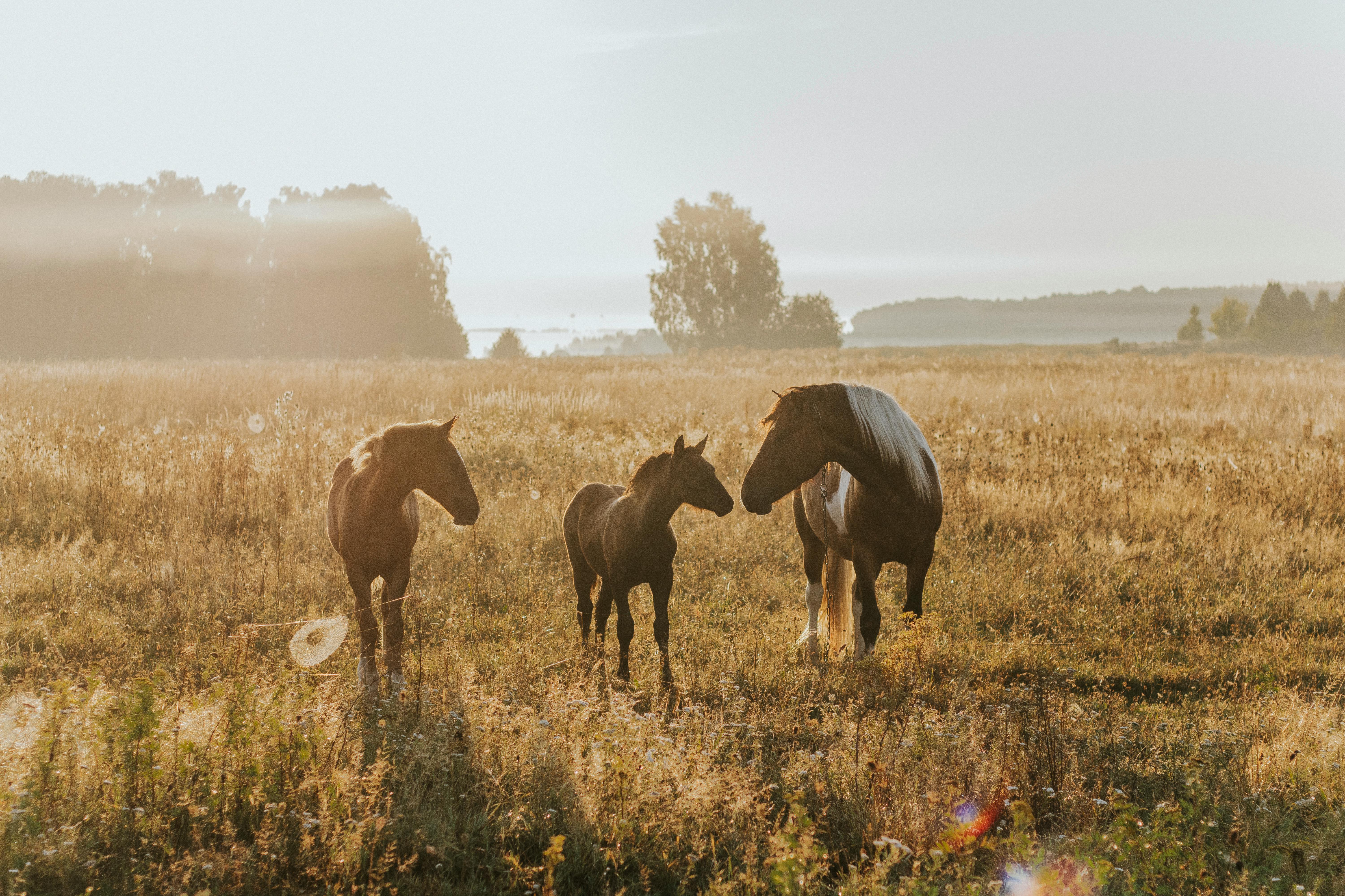 horses on the pasture at dawn