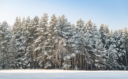 免费 冬季, 冷, 天性 的 免费素材图片 素材图片