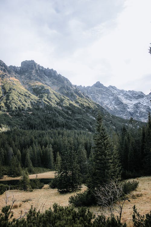 Photo of Trees and Mountains