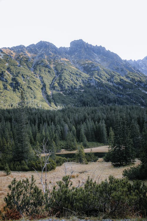 광야, 로키산맥, 부식의 무료 스톡 사진