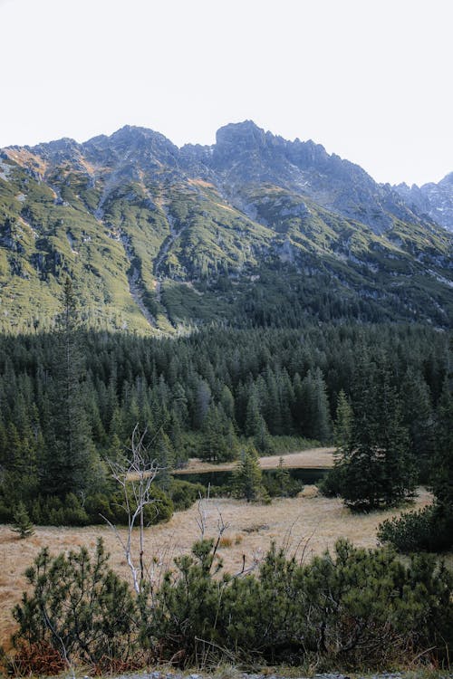 Green Coniferous Trees Near Mountain