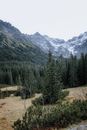 Green Pine Trees Near Mountain