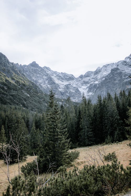 광야, 로키산맥, 부식의 무료 스톡 사진