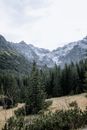 Green Coniferous Trees Near Mountain