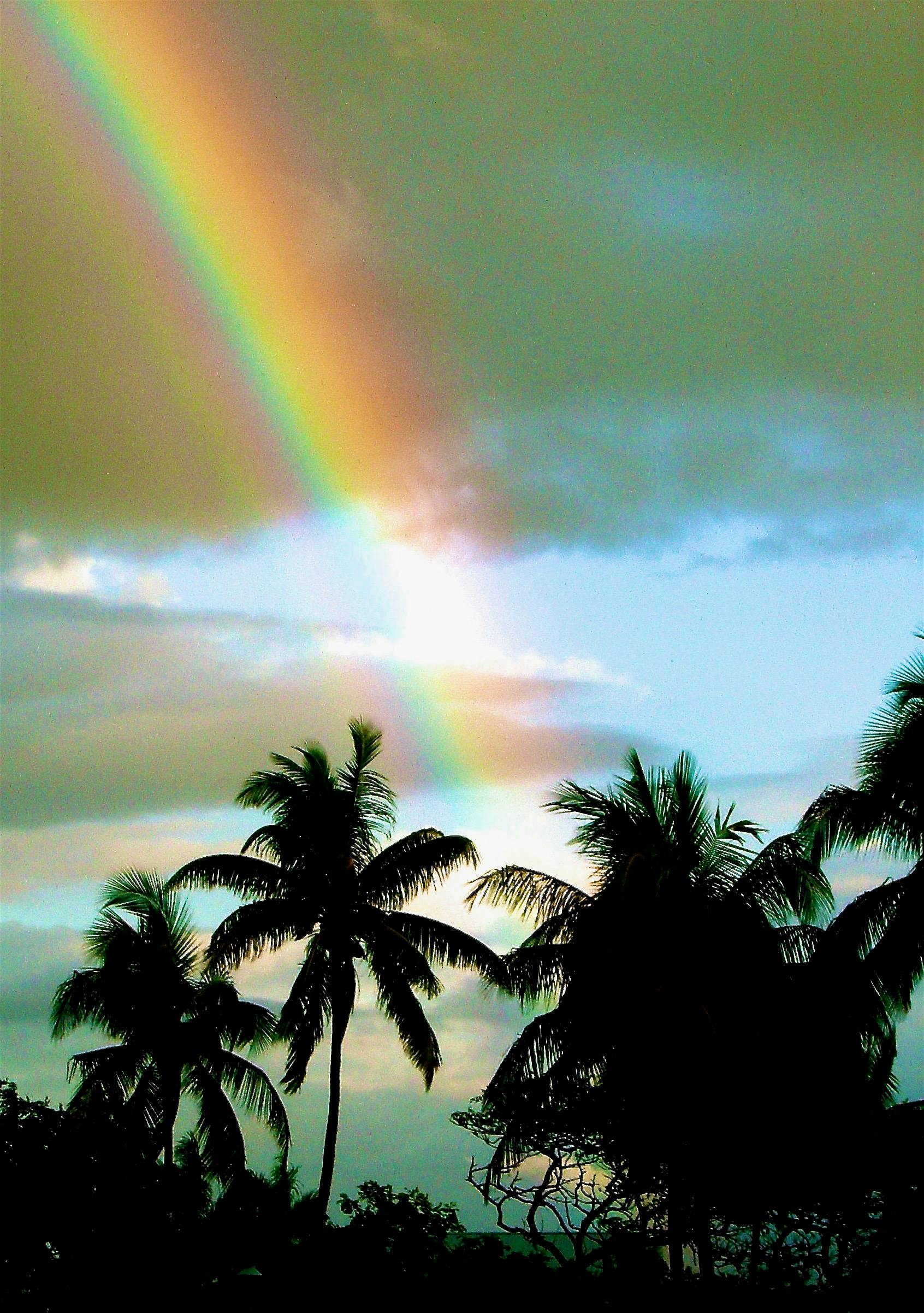 ハワイ ヤシの木 虹の無料の写真素材