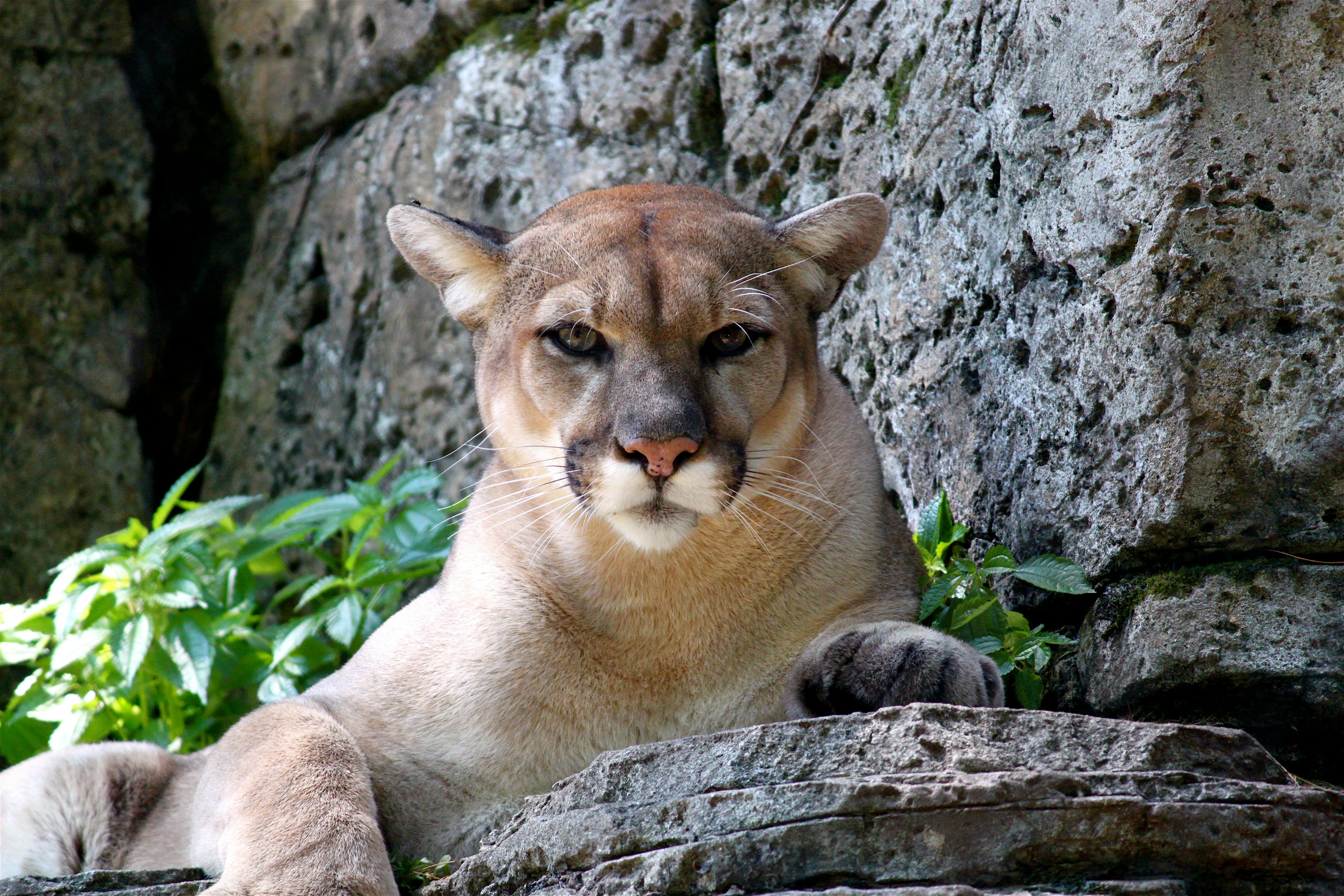 Kostenloses Foto zum Thema: berglöwe, puma, tier