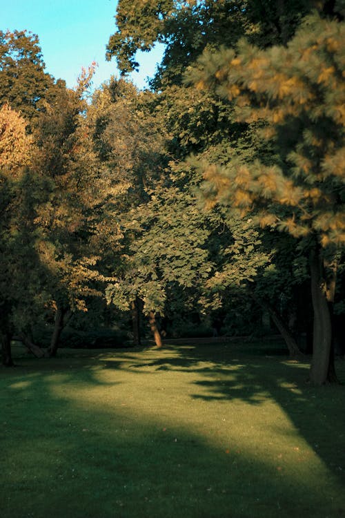 Free Kostenloses Stock Foto zu bäume, gras, grün Stock Photo