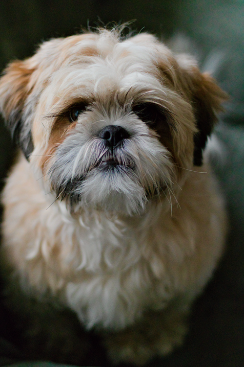 Free Charming Shih Tzu puppy with fluffy coat and sweet expression captured in a close-up portrait. Stock Photo