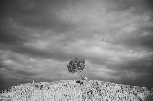 Foto d'estoc gratuïta de arbre, blanc i negre, cel ennuvolat