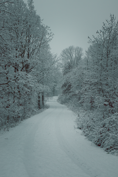 Snow-covered road lined with frosty trees in a tranquil winter setting.