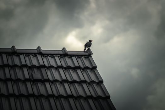 A lone bird perched on a tiled roof under a dramatic cloudy sky.
