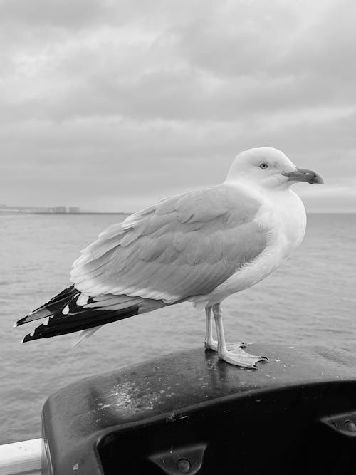 Free Black and White Photo of a Seagull  Stock Photo