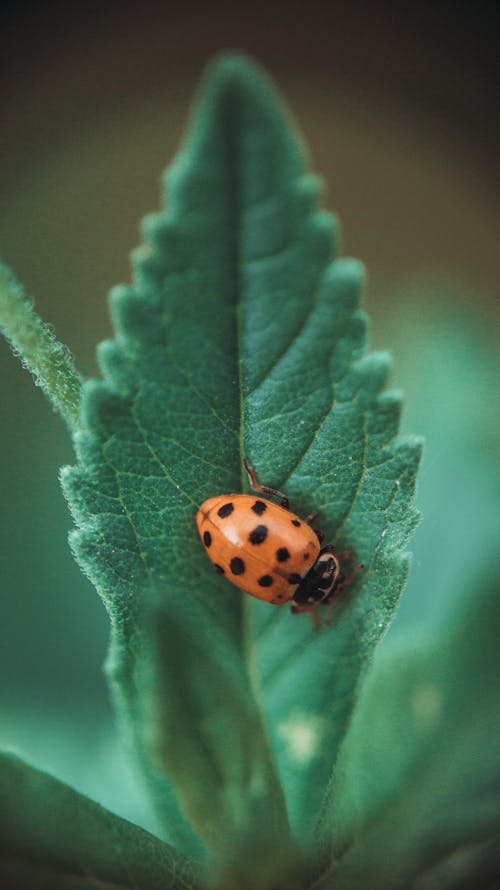 Foto stok gratis beetle, bug wanita, daun hijau