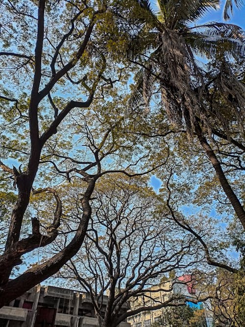 Free stock photo of banyan tree, big trees, blooming tree
