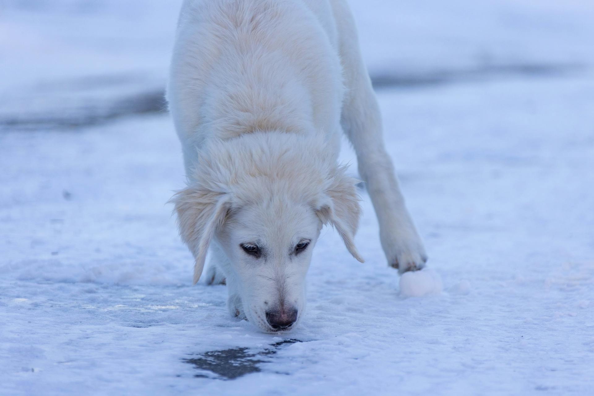 Vit hund som sniffar snötäckt mark