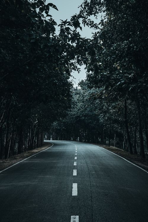 Free Tranquil view of a winding road surrounded by dense green trees in a forest. Stock Photo