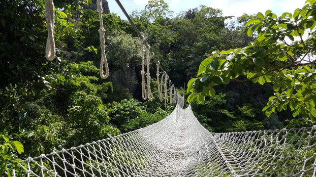 Explore a stunning hanging bridge enveloped by vibrant green foliage in a pristine forest setting.