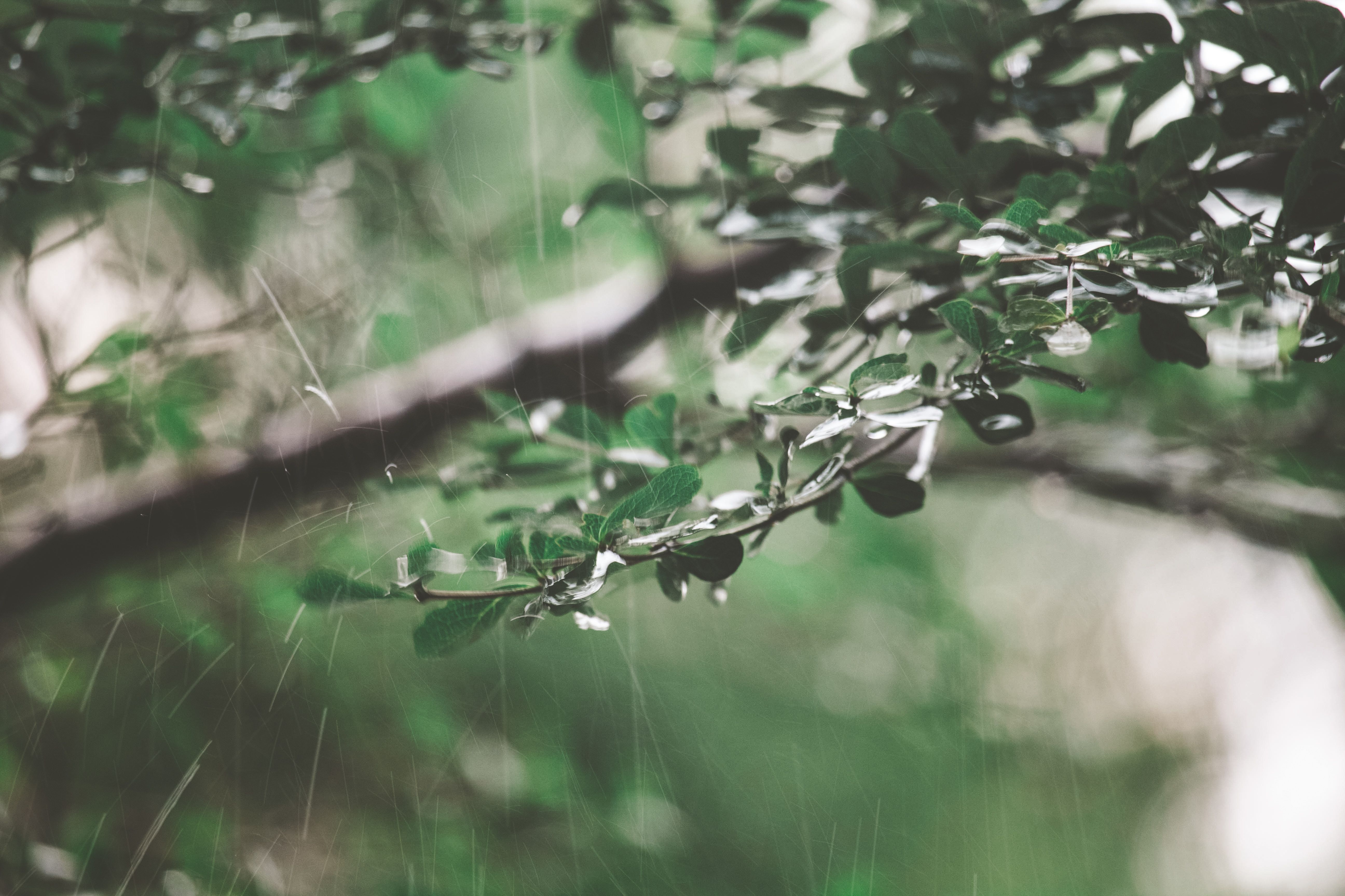 Detailed shot of leaves with water droplets in the rain, captured in Indonesia. Rich greenery and nature theme.
