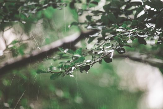 Detailed shot of leaves with water droplets in the rain, captured in Indonesia. Rich greenery and nature theme.