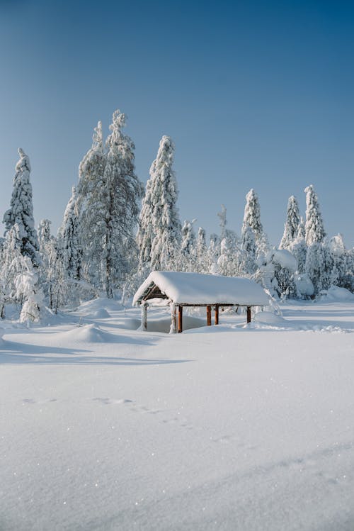 A Snow Covered Trees and Ground Under the Blue Sky