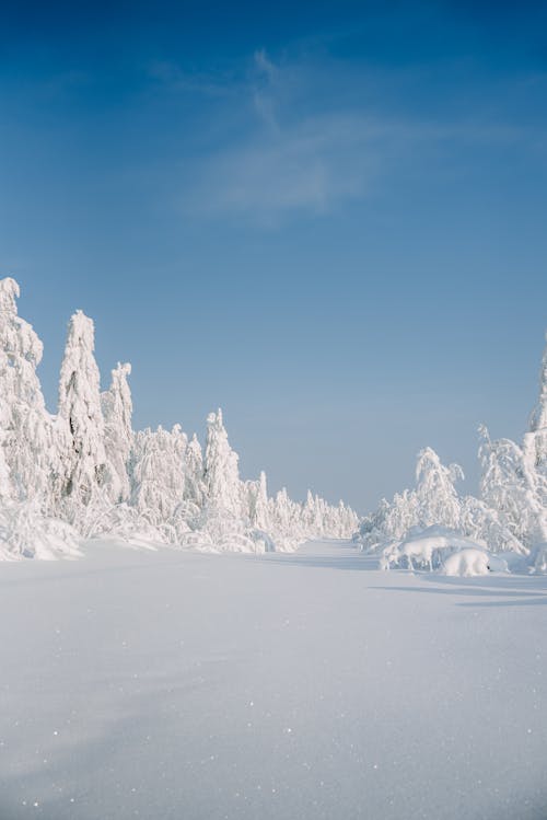 Snow Covered Trees Under the Blue Sky