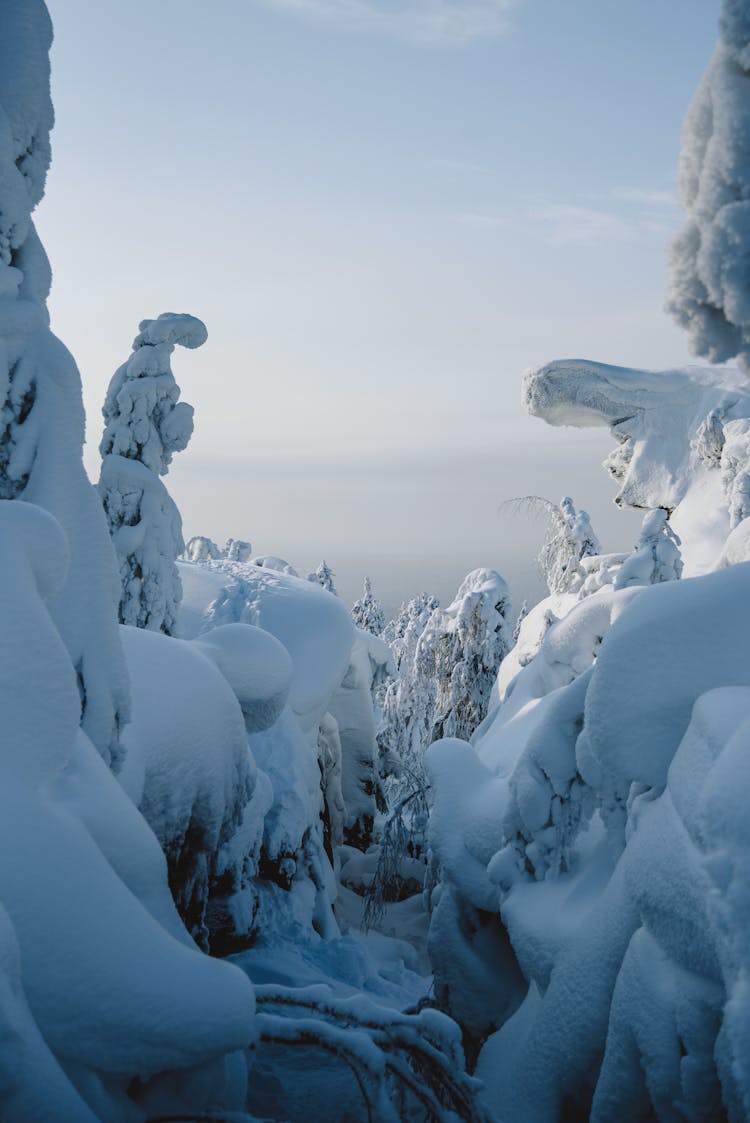 Heavy Snow Covering Coniferous Trees