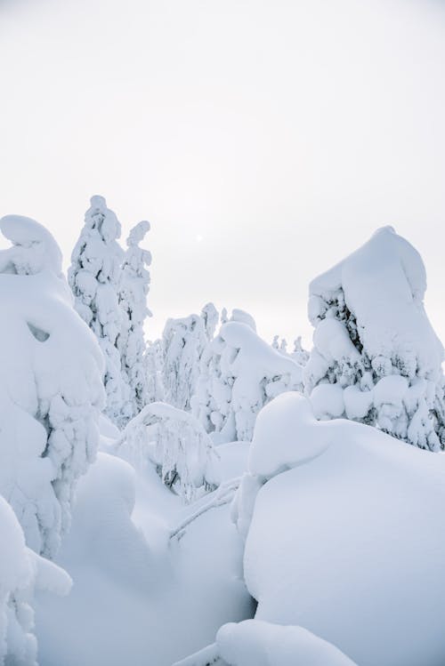 冬, 垂直ショット, 旅行先の無料の写真素材