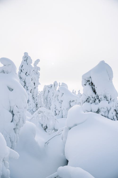 Immagine gratuita di destinazioni di viaggio, inverno, natura