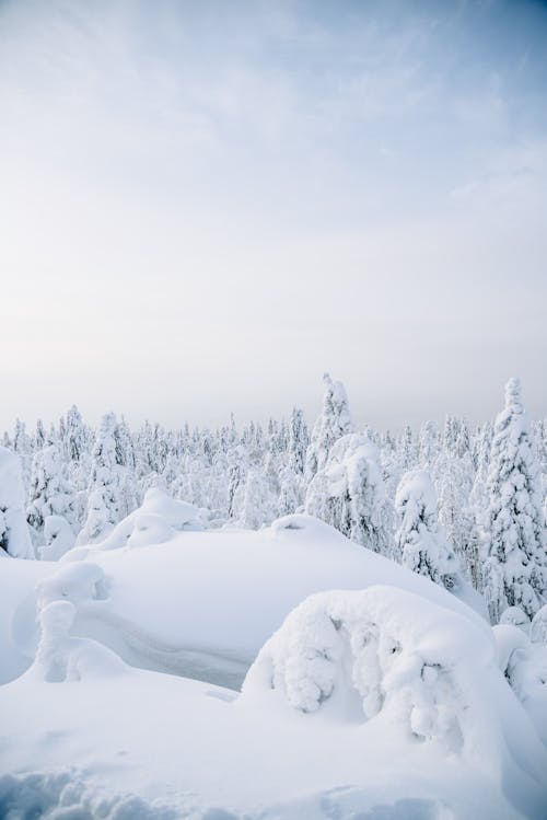 Snow Covered Forest Landscape