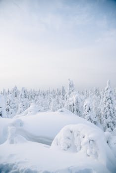 Peaceful winter scene of a snowy forest with expansive copy space.
