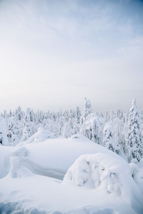 Free Peaceful winter scene of a snowy forest with expansive copy space. Stock Photo
