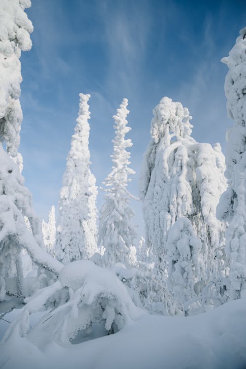 Immagine gratuita di alberi, coperto di neve, forte nevicata