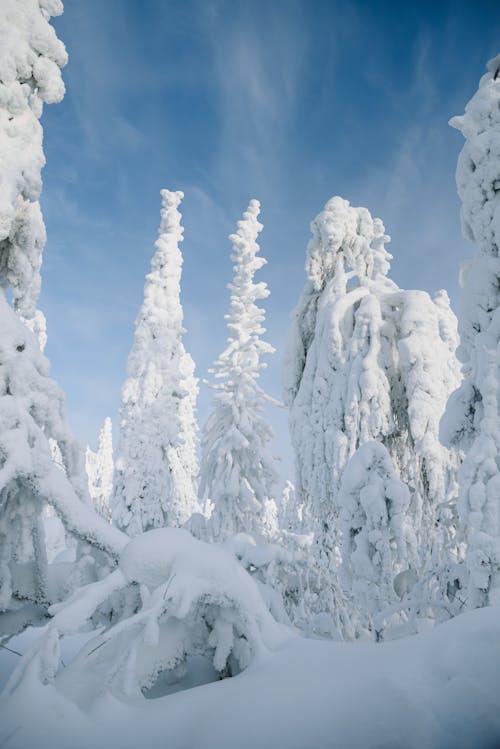 Snow Covered Pine Trees Under Blue Sky