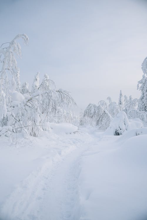 Immagine gratuita di alberi, coperto di neve, forte nevicata