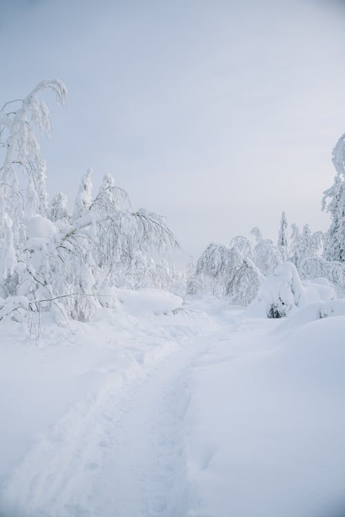 Snow Covered Trees