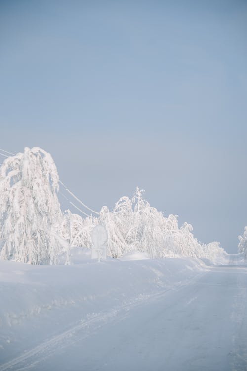 Foto d'estoc gratuïta de cel blau, gelat, hivern