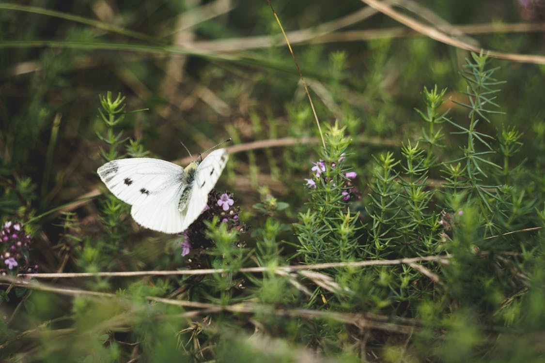 White Butterfly Perched on Purple Flower