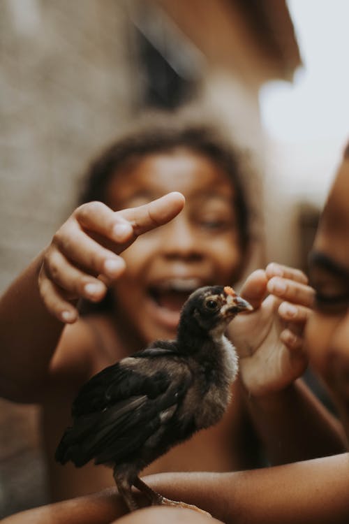 Gratis stockfoto met chick, detailopname, glimlachen