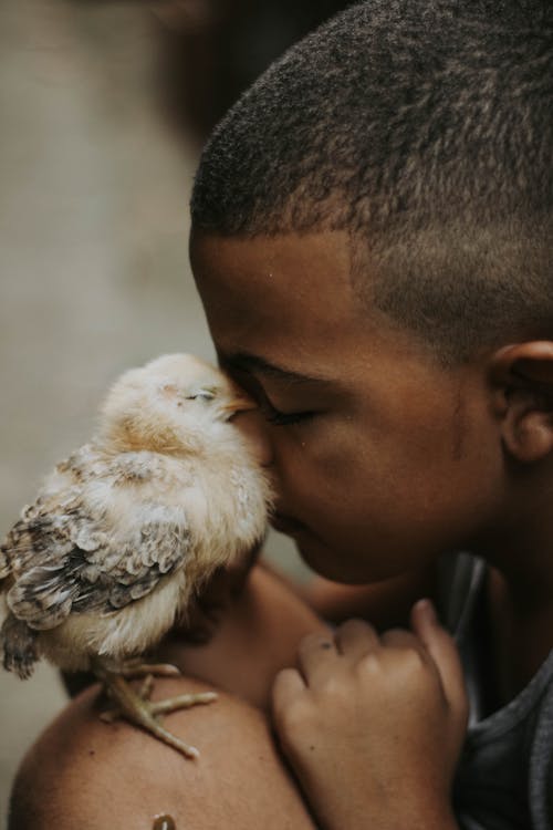 Free Little Boy Cuddling Face in Fluffy Chick Stock Photo
