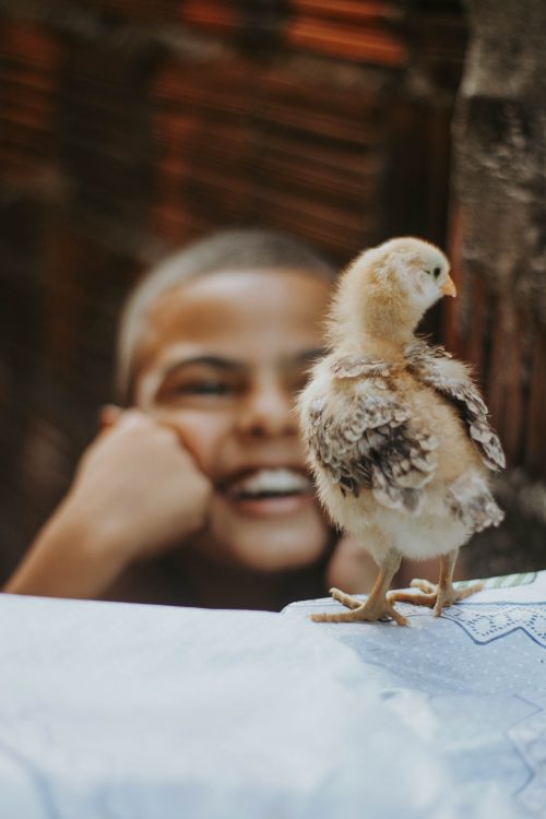Free A happy young boy smiling at a fluffy chick, capturing a moment of joy and innocence. Stock Photo