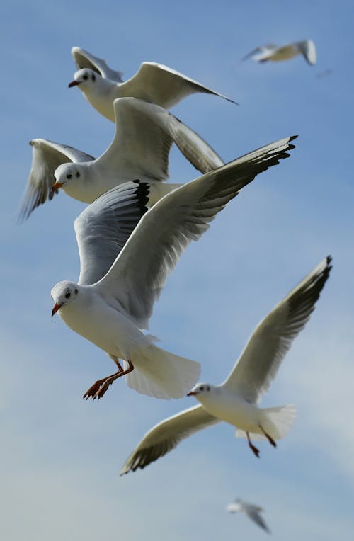 飛翔的海鷗群特寫照片