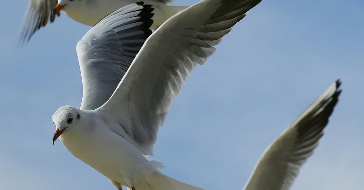 Flock of Seagulls Flying during Daytime