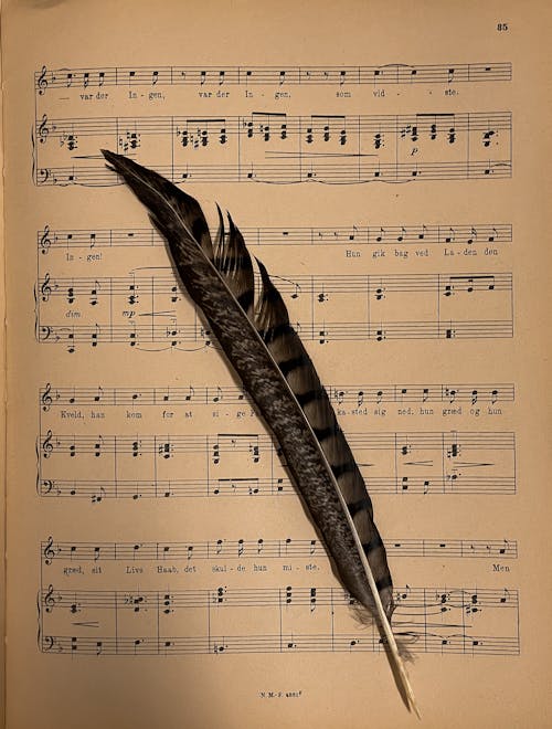 Black Feather on Musical Notes