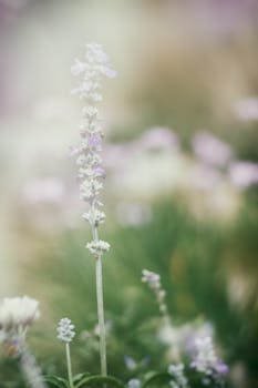 在宁静的花园中，薰衣草盛开的特写呈现出柔和的色彩和梦幻般的氛围