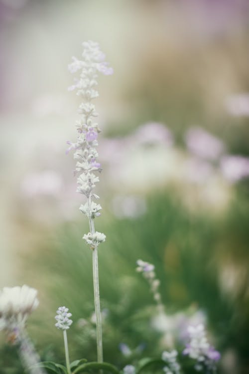 White Petaled Flower Bloom at Daytime