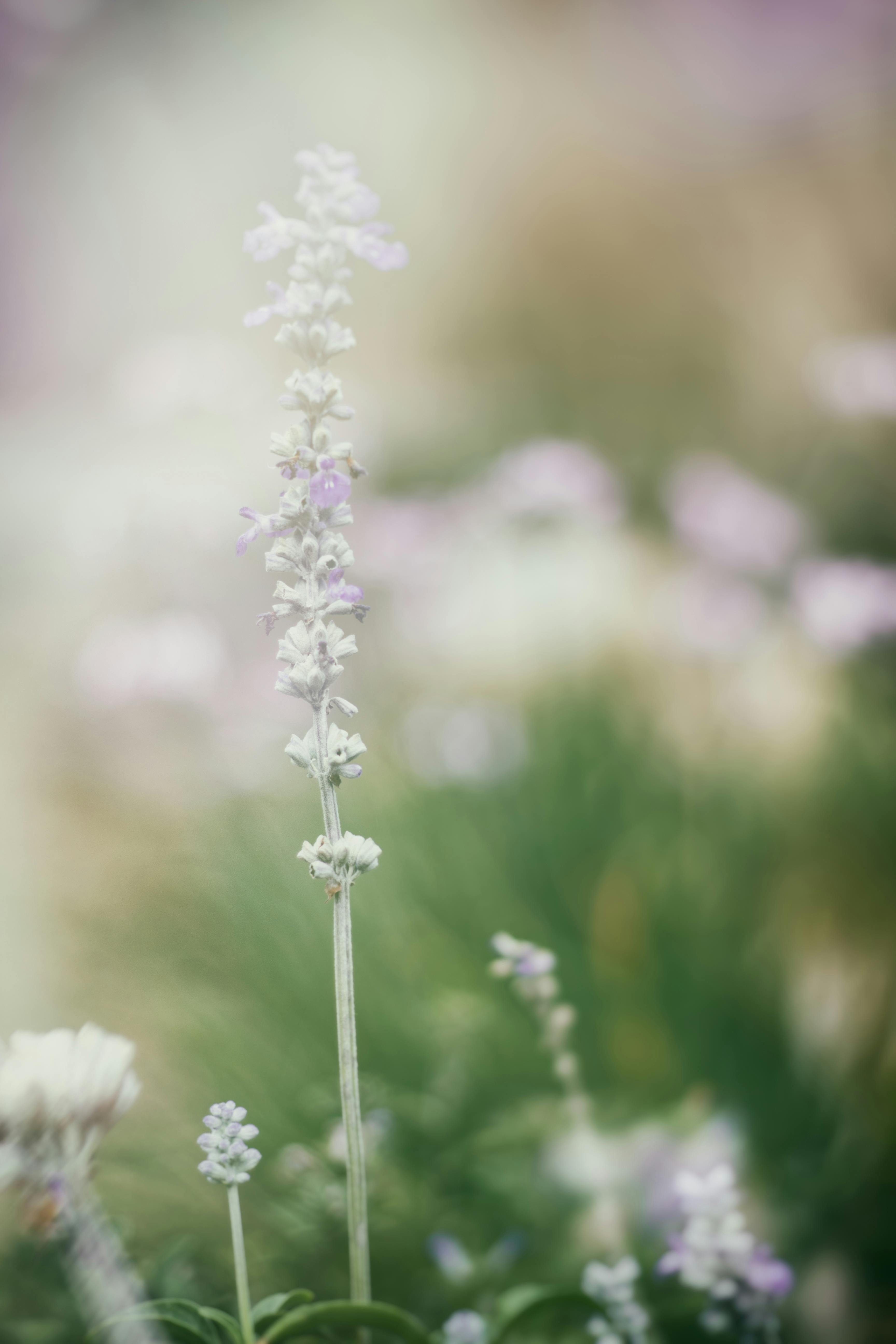 White Petaled Flower Bloom at Daytime · Free Stock Photo