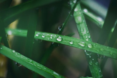 Water Droplets on Green Leaf