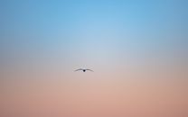 Bird Flying Under Blue Sky