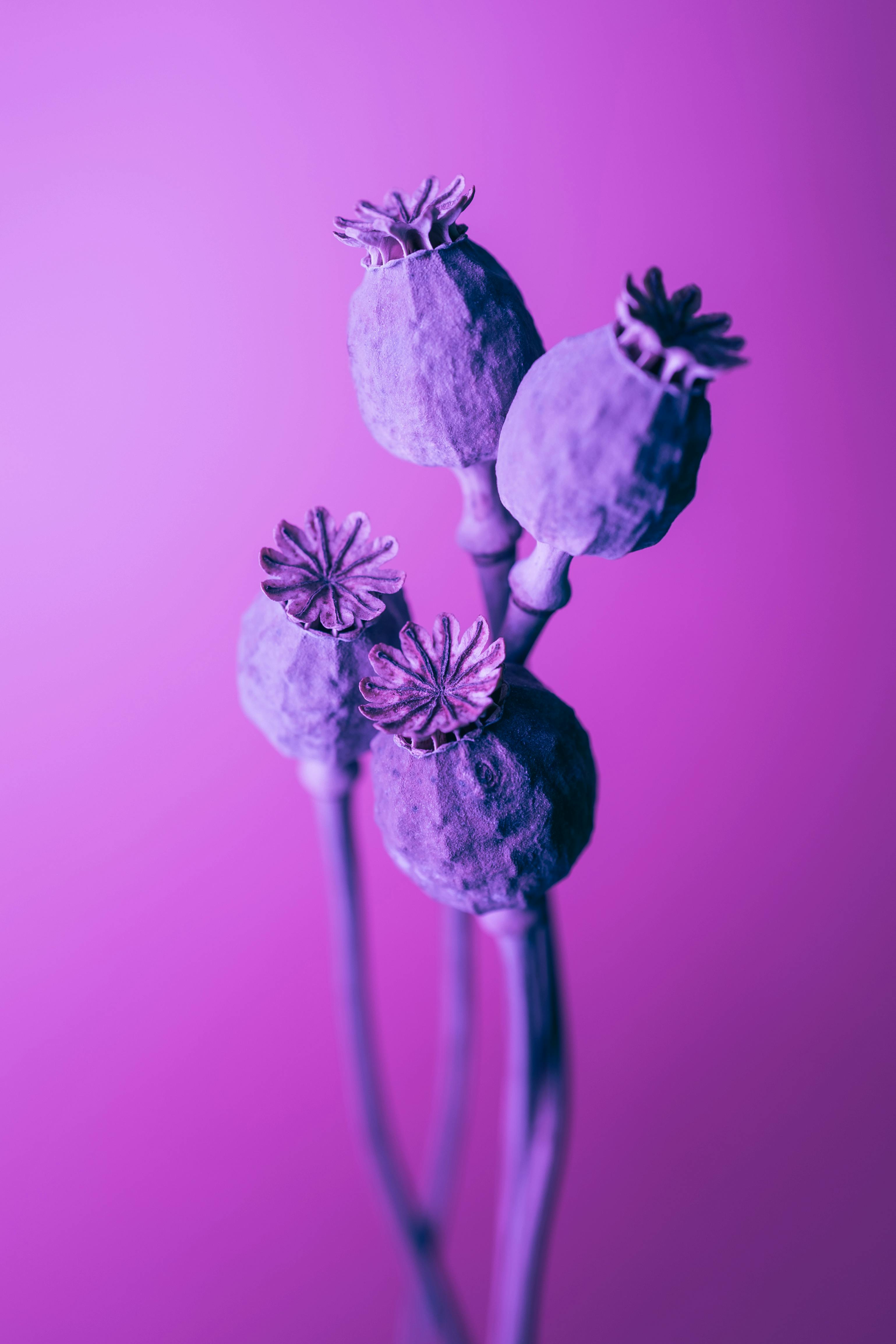 A striking photograph of dried poppy seed heads set against a vibrant pink background, creating a still life composition.