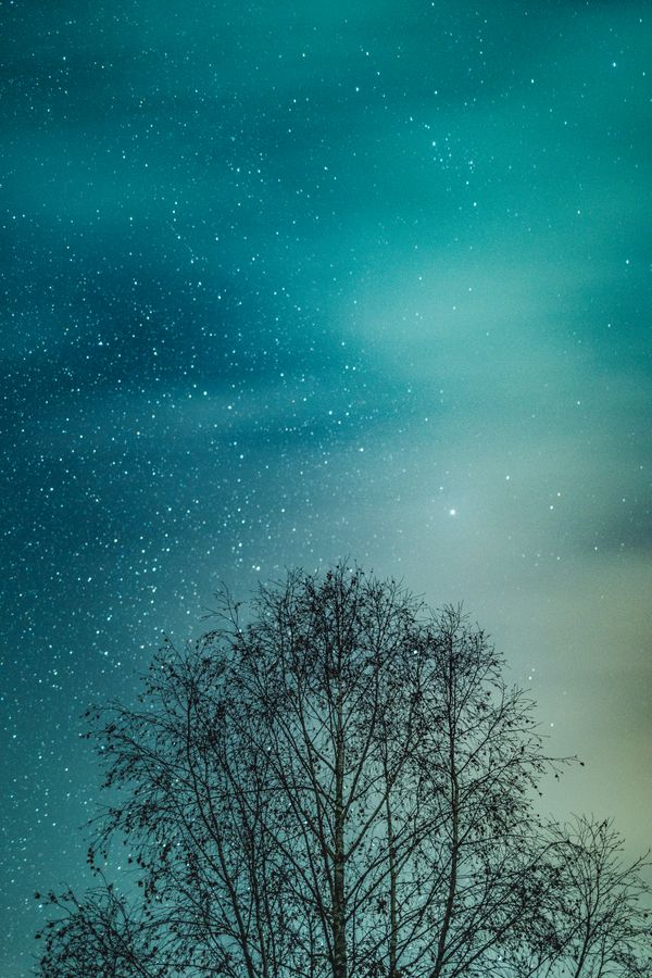 Starry night sky with bare trees, photo by Marek Piwnicki on Pexels